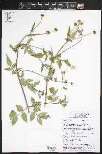 Bidens alba image