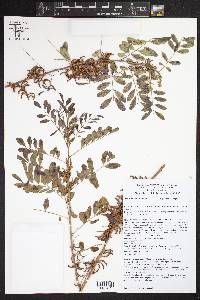 Indigofera suffruticosa image