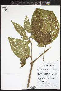 Witheringia solanacea image