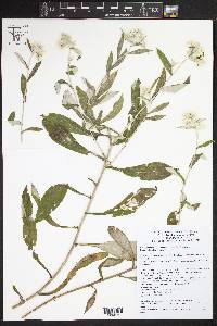 Image of Pseudognaphalium ehrenbergianum