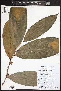 Guatteria amplifolia image