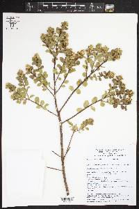 Baccharis conferta image