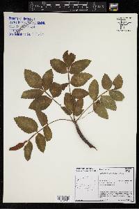 Bursera graveolens image