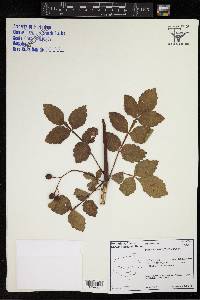 Bursera graveolens image