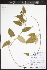 Gonolobus chloranthus image