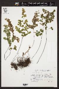 Adiantum raddianum image