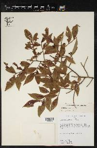 Vaccinium vacillans image