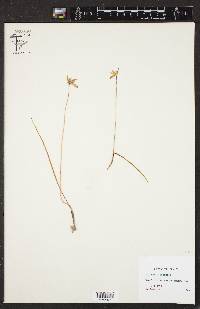 Caladenia caerulea image