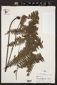 Adiantum wilesianum image