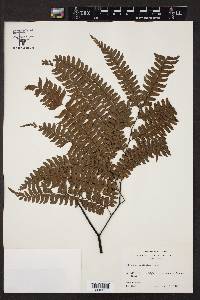 Adiantum wilesianum image