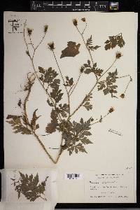 Bidens bipinnata image