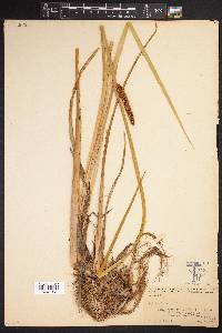 Acorus calamus image