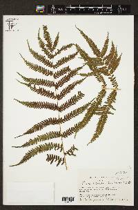 Pteris pteridioides image