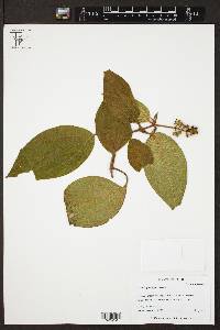 Miconia globulifera image