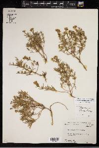 Picradeniopsis woodhousei image