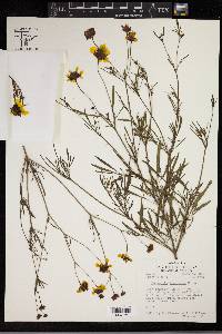 Coreopsis tinctoria image