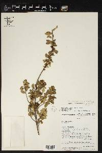 Acalypha aronioides image