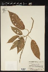 Acalypha scandens image