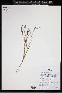 Sisyrinchium minus image