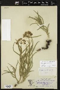 Asclepias asperula image