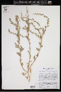 Atriplex pentandra image