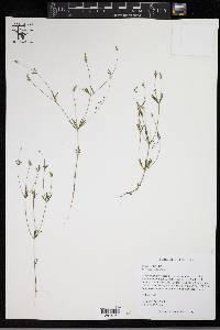 Polygala verticillata image