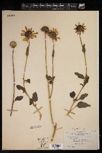 Helianthus petiolaris image