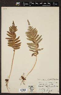 Polypodium glycyrrhiza image