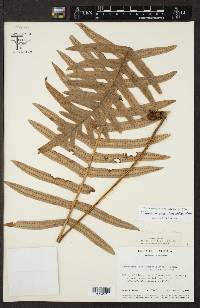 Polypodium puberulum image