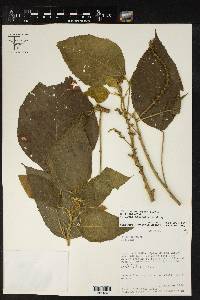 Acalypha macrostachya image