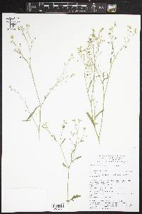 Parthenium hysterophorus image