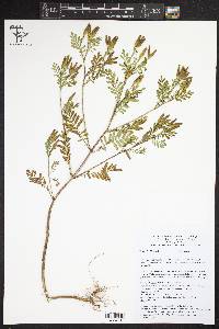 Tagetes foetidissima image