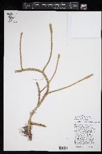 Lycopodiella alopecuroides image