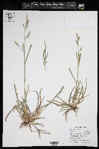 Bromus catharticus image