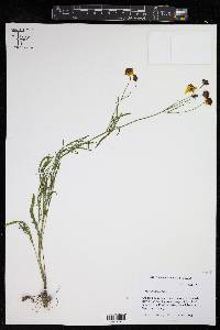 Coreopsis tinctoria image