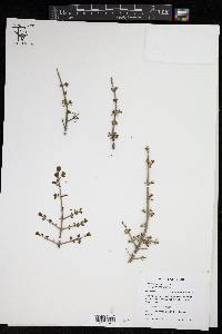 Forestiera pubescens var. glabrifolia image