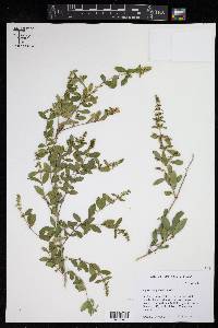 Ligustrum quihoui image