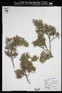 Juniperus ashei image