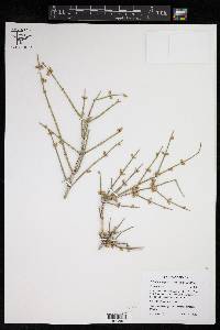 Ephedra antisyphilitica image