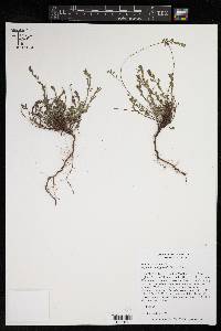 Phyllanthus polygonoides image