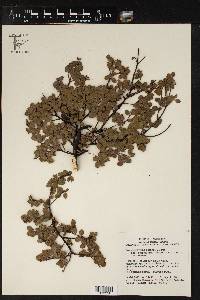 Arctostaphylos hookeri subsp. hearstiorum image