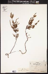 Calluna vulgaris image