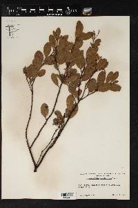 Arctostaphylos stanfordiana image