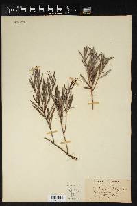 Andromeda polifolia image