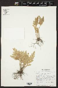 Selaginella pallescens image