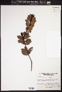Image of Bejaria imthurnii