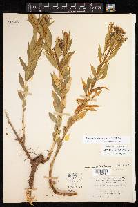 Amsonia ciliata image