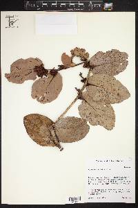 Cavendishia axillaris image