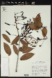 Image of Cavendishia pedicellata