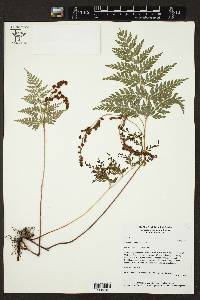 Anemia adiantifolia image